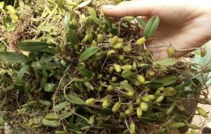 石橄榄的功效与作用