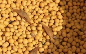 黄豆和毛豆是不是一种东西