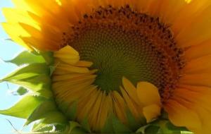 双鱼座的天赋是什么