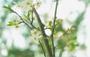 天秤座的优势,别人模仿不来