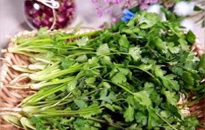 香菜的功效与作用及营养价值