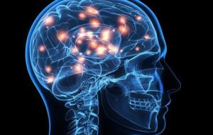 吃猪脑会变笨吗