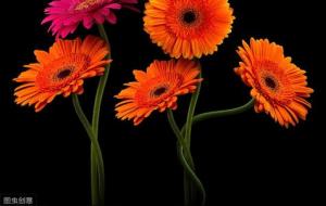 八字算命常用口诀