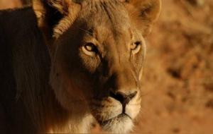 属兔狮子座的女生性格解析