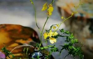 八字快速断事取像20条