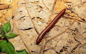 马陆虫大量出现意味着什么