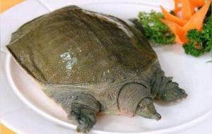 甲鱼的营养价值及功效