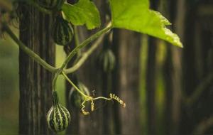 食神生财的意思与富贵程度