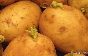 土豆发芽到什么程度不能吃
