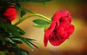 日主为火,生于春天夏天秋天冬天吉凶