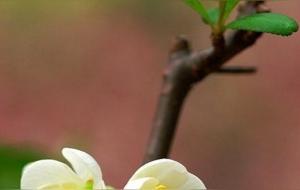 判断日主的强弱的方法