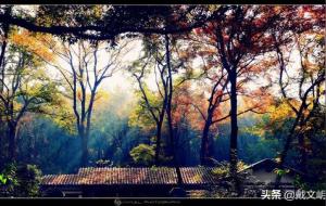 食神制杀是什么（食神制杀成立的条件