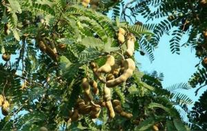 酸角的营养价值及功效与作用