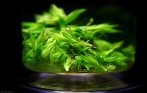 青山绿水茶叶的功效与作用