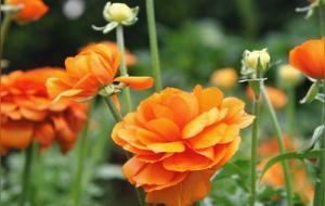 伤官的心性特点(伤官伤尽指的是什么