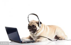 属狗几月出生好命运