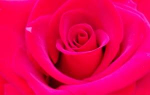 12星座单身率排行