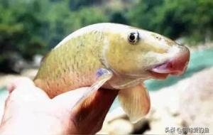 鱼嘴朝里还是朝外招财