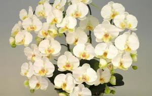 蝴蝶兰什么颜色招财