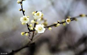 枭神夺食的八字解析