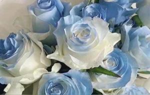 巨蟹座慢慢不搭理你了