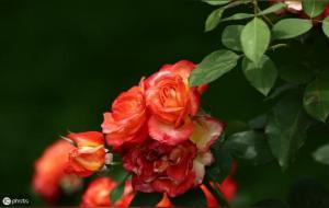 八字流年断事取象15条