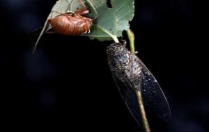 羊刃在四柱中的解意