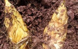 冬笋和春笋的区别