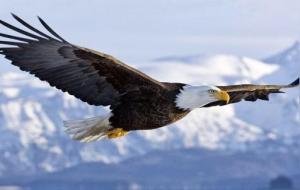 中药材鹰骨的功效与作用