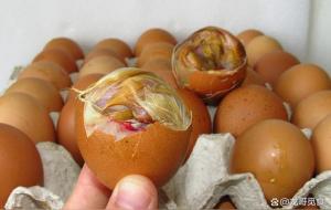 毛蛋的营养价值及功效与作用