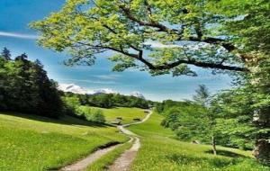 乙木用神提要详解