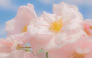 双鱼座一个心思细腻的人