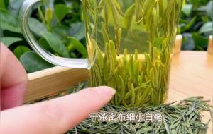 雪芽茶的功效与作用