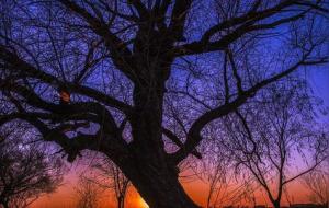 桑榆之年的意思（桑榆之年是多少岁）