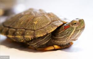 养龟有什么风水说法