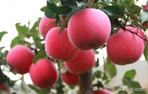 兰州特产有哪些土特产(甘肃省十大特产)