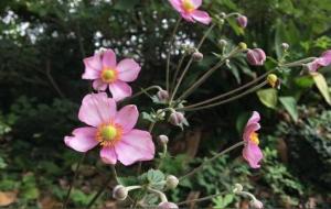 霸王草的功效与作用