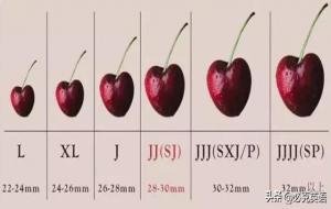 车厘子j级和JJ级的差别