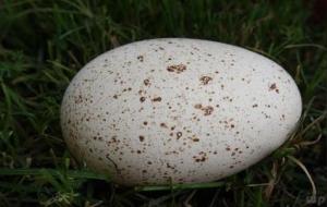 鹅蛋的营养价值