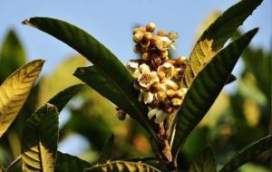 枇杷花的功效与作用