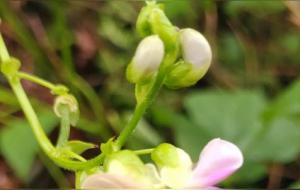 四季豆的营养价值