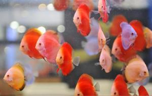 养鱼有什么风水寓意和作用