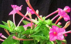 一天24小时花开放的顺序