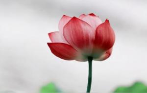 双子座有哪些优点(双子座太迷人了)