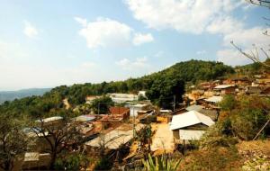 大勐龙勐宋古树茶特点