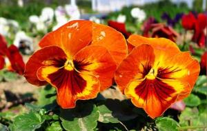 天干地支的关系与作用