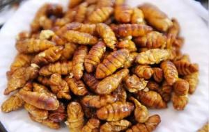 蚕蛹的营养价值及功效与作用