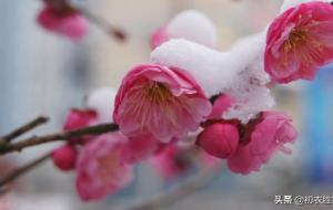 三九严寒何所惧是什么意思