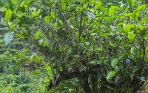 野生茶的作用与用途