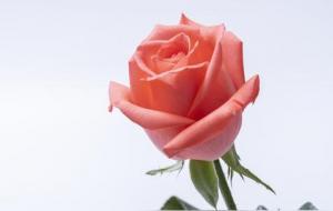 能量高的女人特征